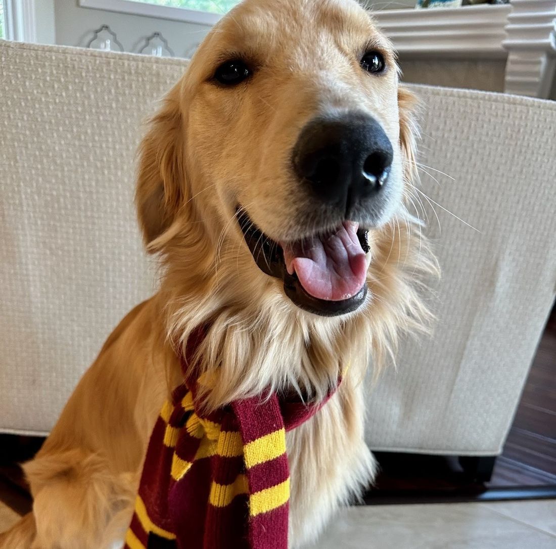 A happy golden retriever wearing a cute scarf and smiling