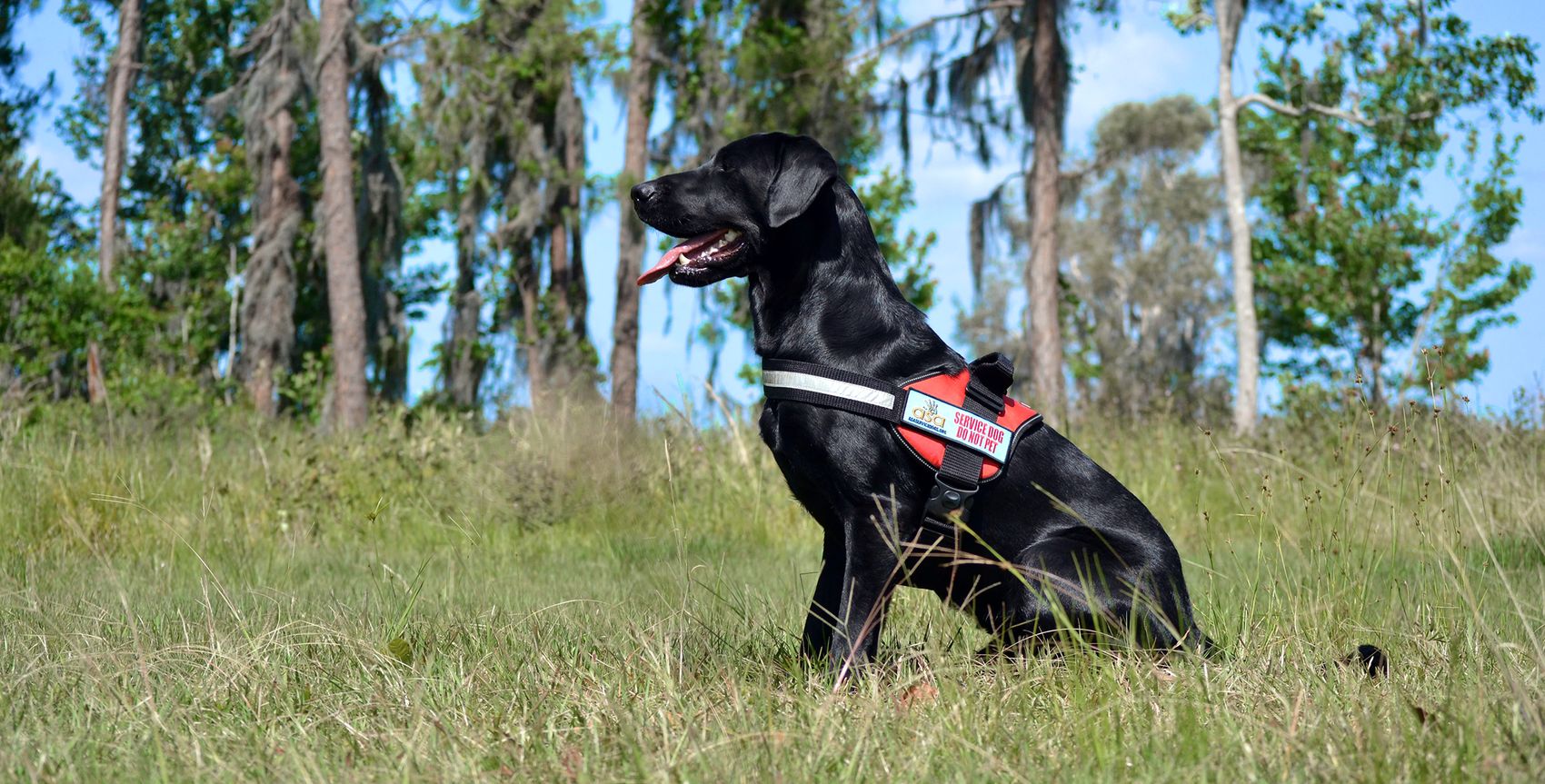 Profile view of black lab in service dog vest sitting in a field