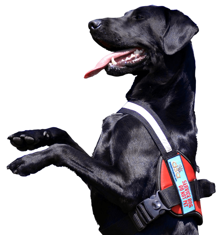 Black lab wearing a red vest that reads ASA Service Dog Do Not Pet